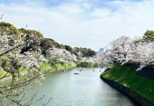 How to Plan Japan Trip for Sakura (Cherry Blossom)?