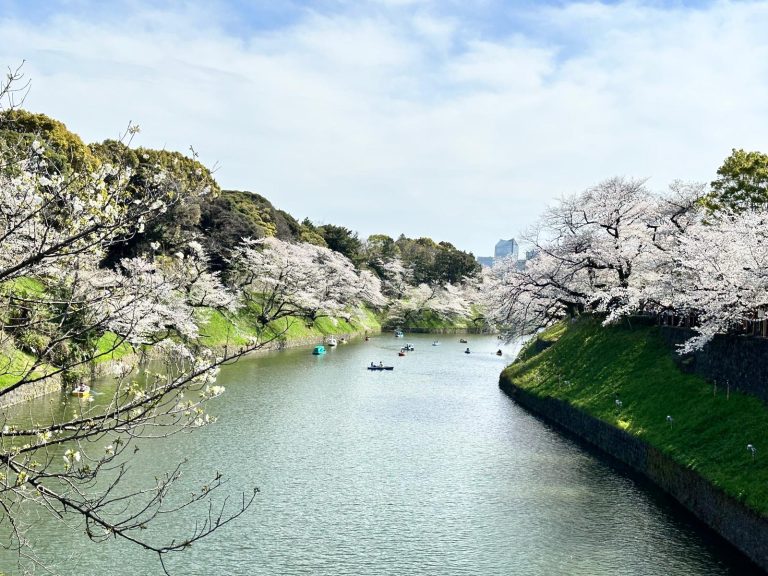 How to Plan Japan Trip for Sakura (Cherry Blossom)?